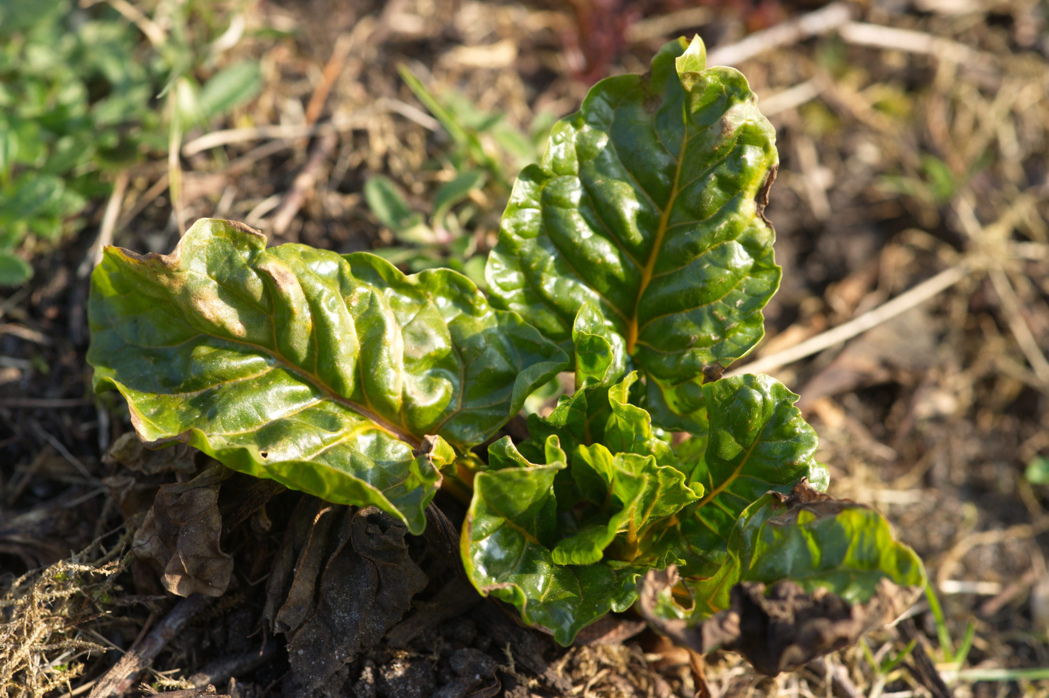 20210324  Gruen(t)raumHeimfeld 008